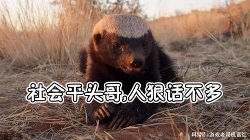 亚洲平头哥视频